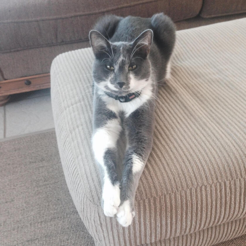 A happy Pampered Pets guest