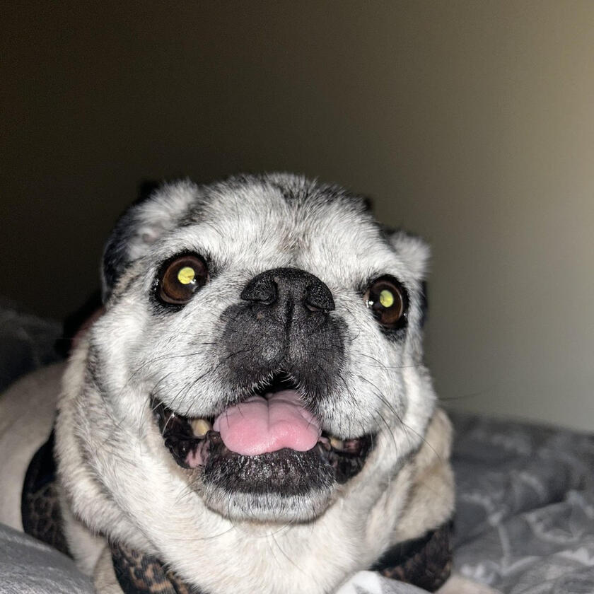 A happy Pampered Pets guest