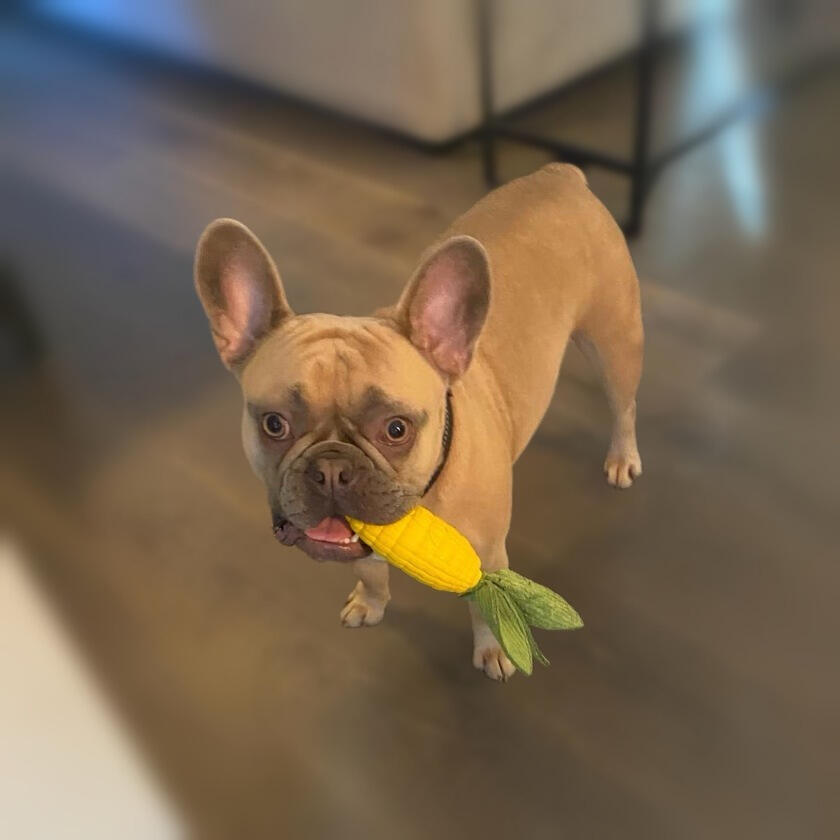 A happy Pampered Pets guest