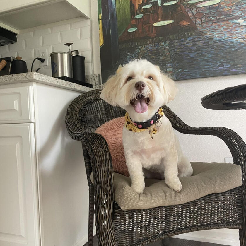 A happy Pampered Pets guest