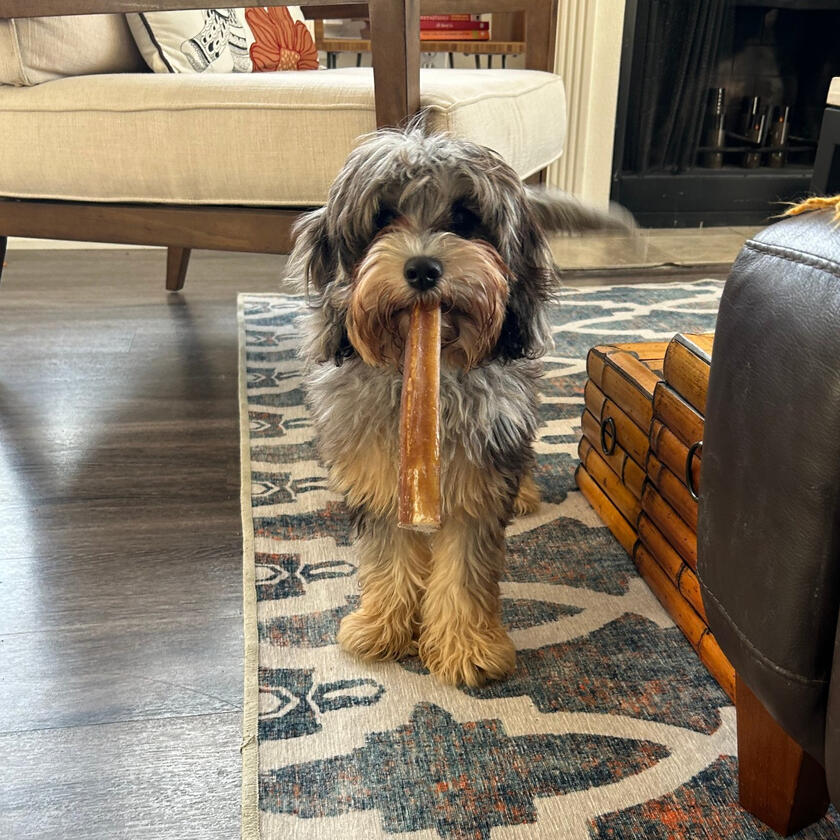 A happy Pampered Pets guest