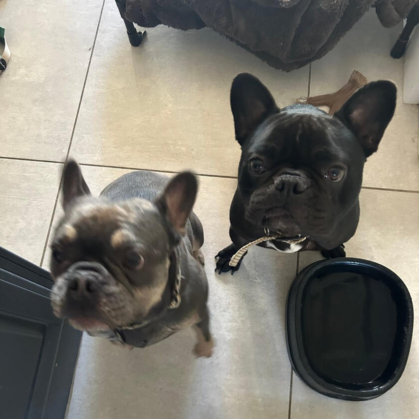 A happy Pampered Pets guest