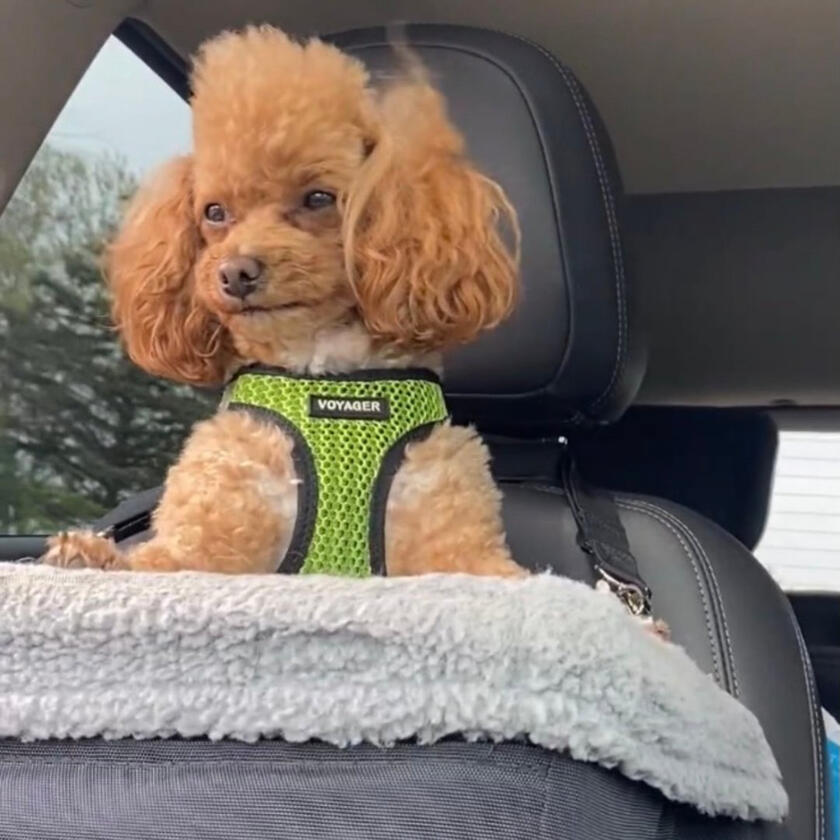 A happy Pampered Pets guest