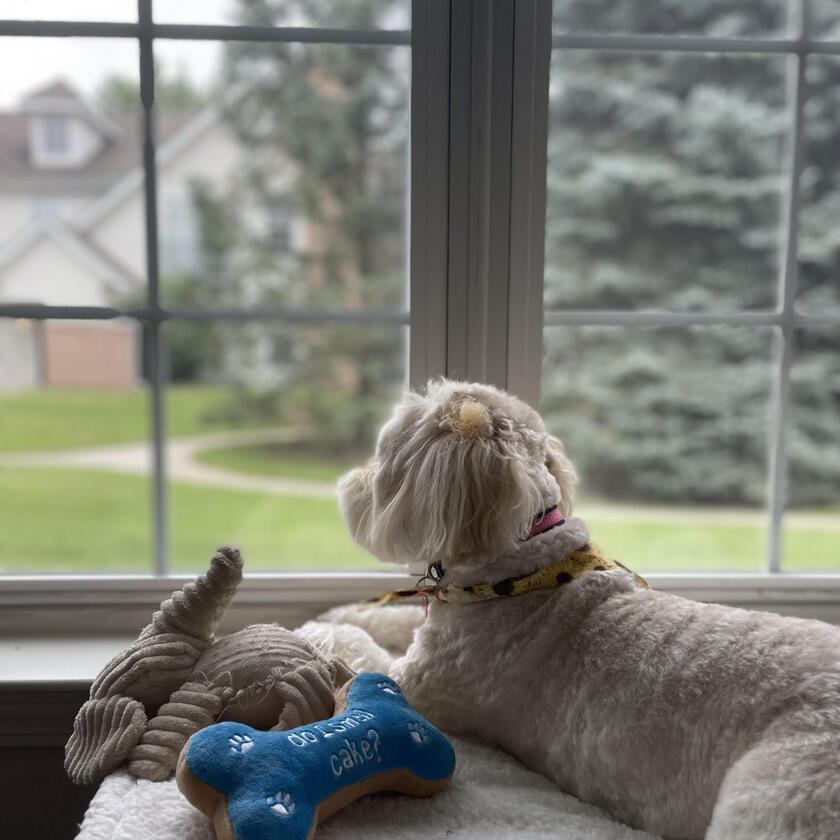 A happy Pampered Pets guest