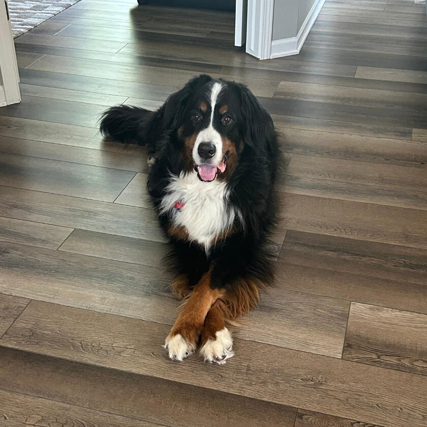 A happy Pampered Pets guest