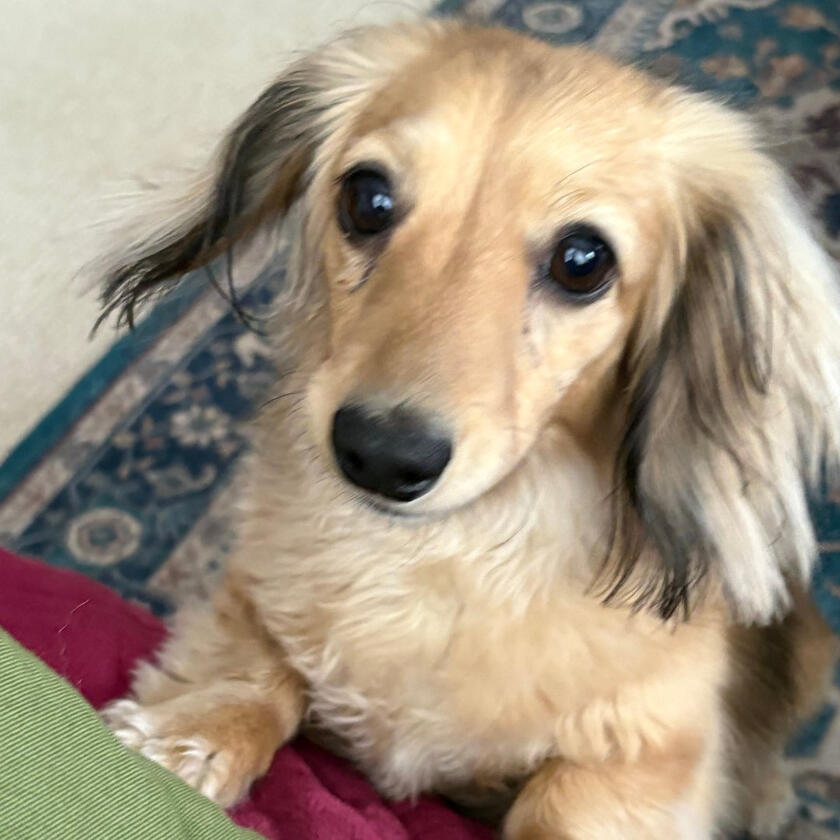 A happy Pampered Pets guest