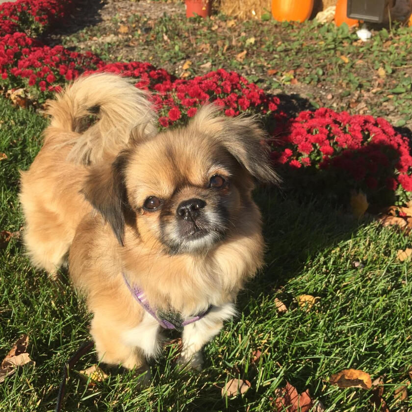 A happy Pampered Pets guest
