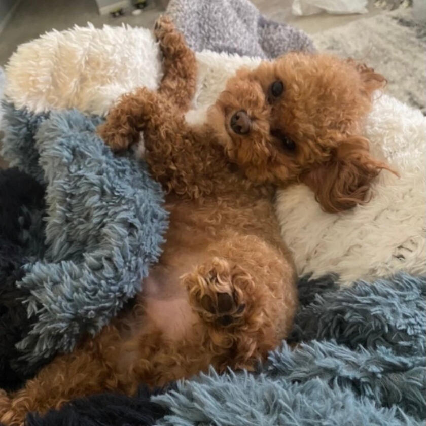 A happy Pampered Pets guest